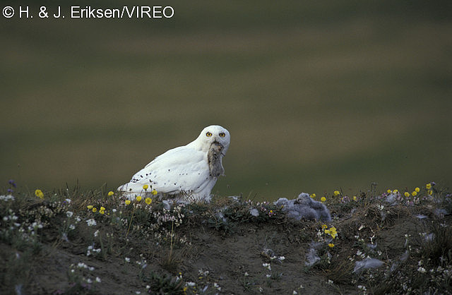 Snowy Owl e05-4-386.jpg